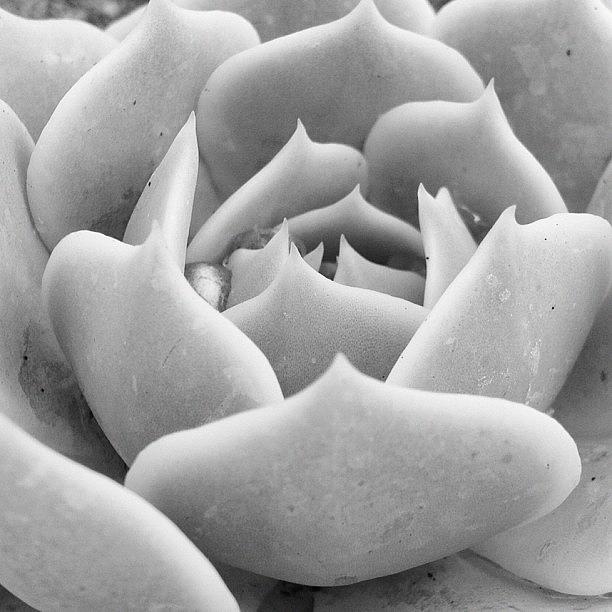 Cactus 3 Photograph by Susan Smela