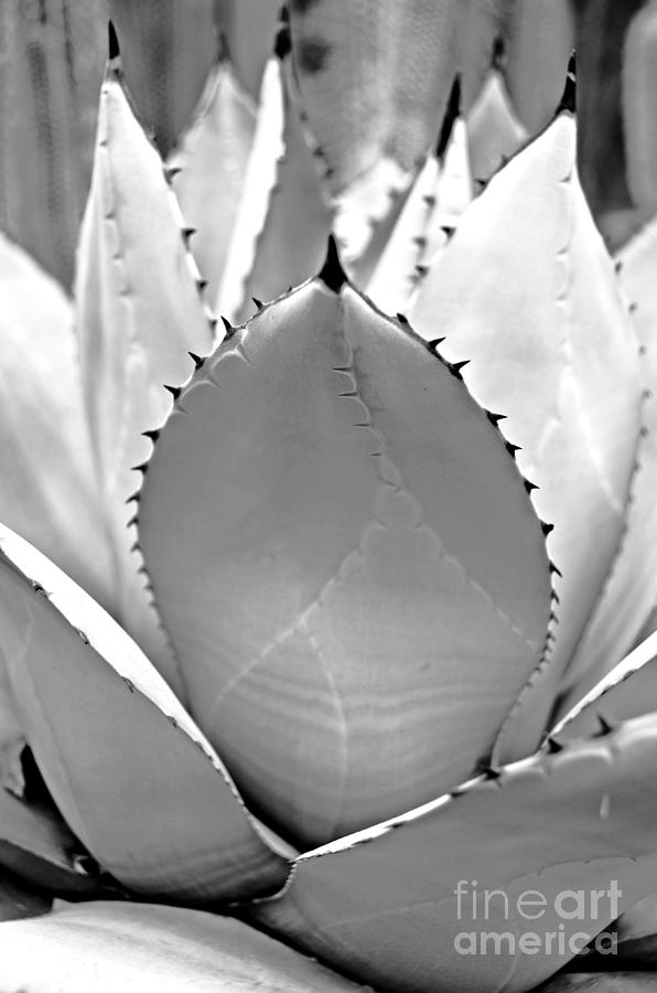 Cactus 6 BW Photograph by Cassie Marie Photography