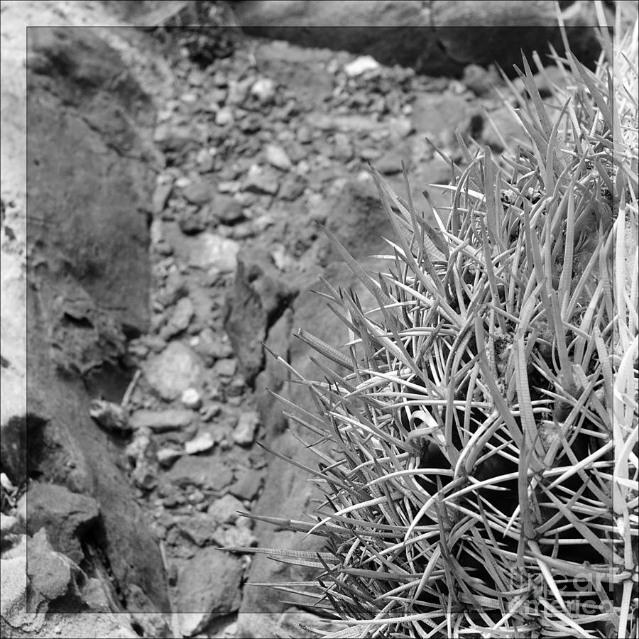 Cactus and rocks Photograph by Katja Zuske | Fine Art America