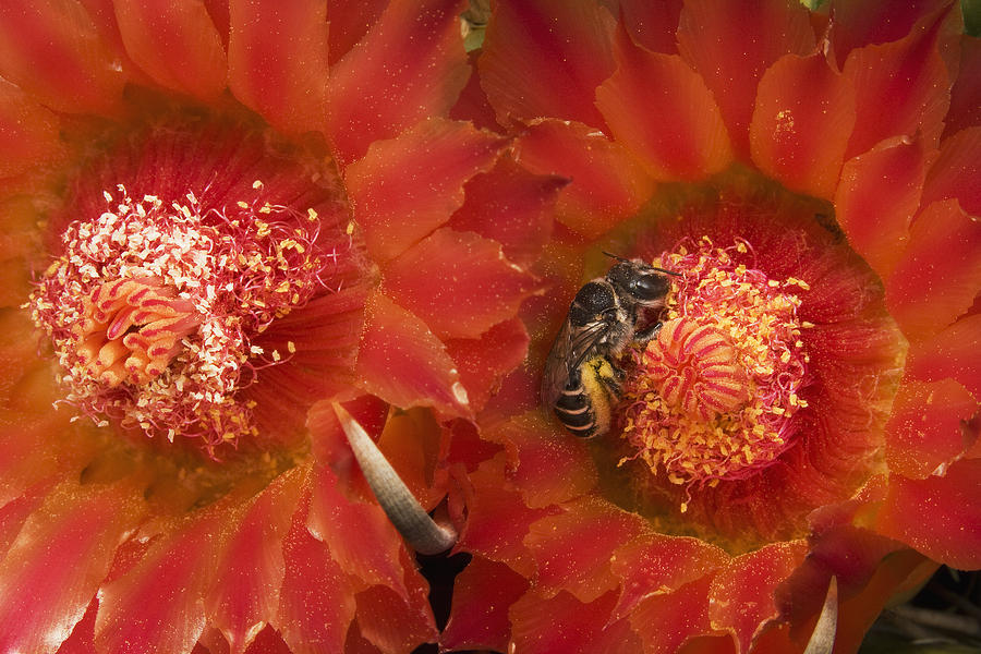 Cactus Bee Diadasia Sp Feeding Photograph by Mark Moffett