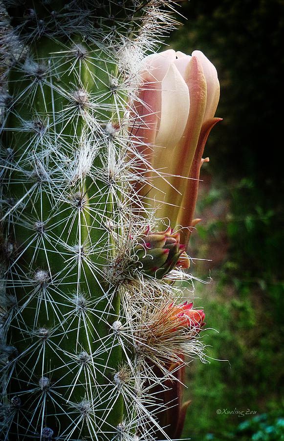 Flower Photograph - Cactus Blossom 9 by Xueling Zou