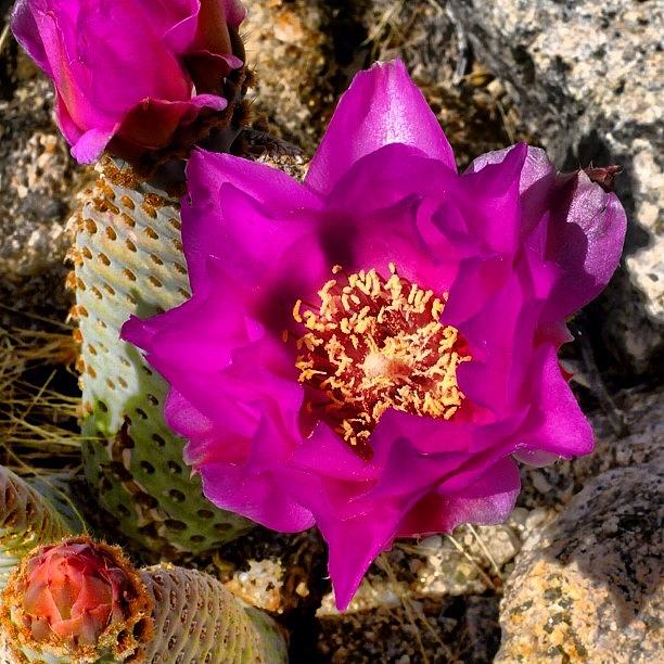 Nature Photograph - Cactus Blossoms At Bajada by S Michelle Reese