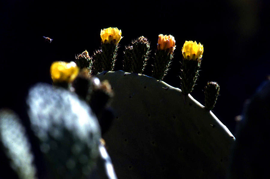 Cactus buds and insect Photograph by Emanuel Tanjala