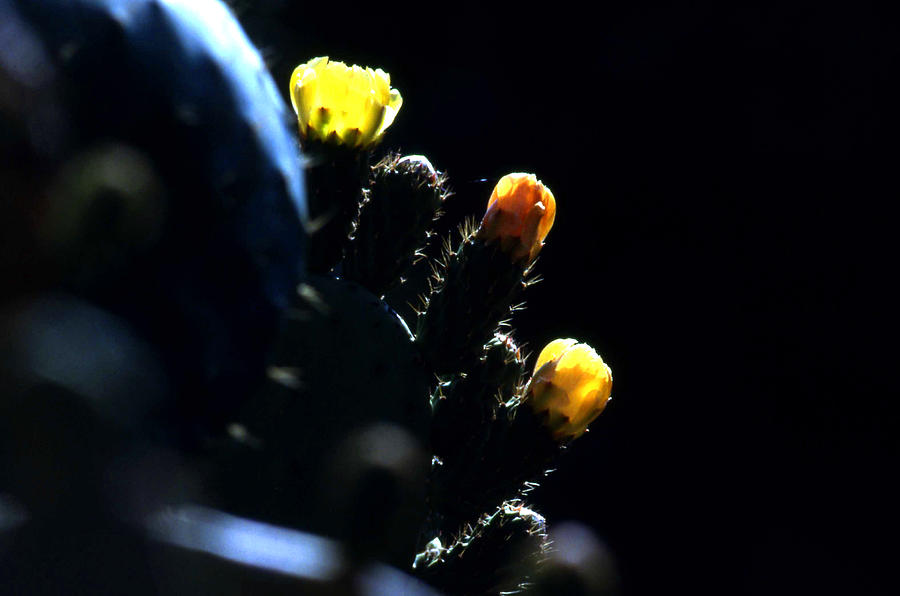 Cactus buds Photograph by Emanuel Tanjala