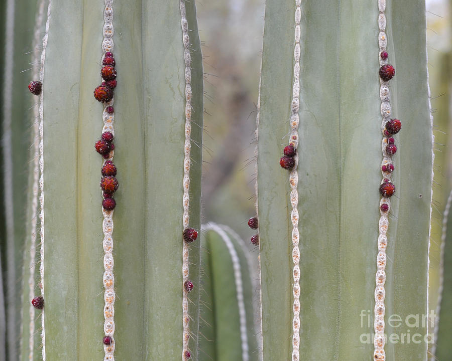 Nature Photograph - Cactus Buds by Rebecca Margraf