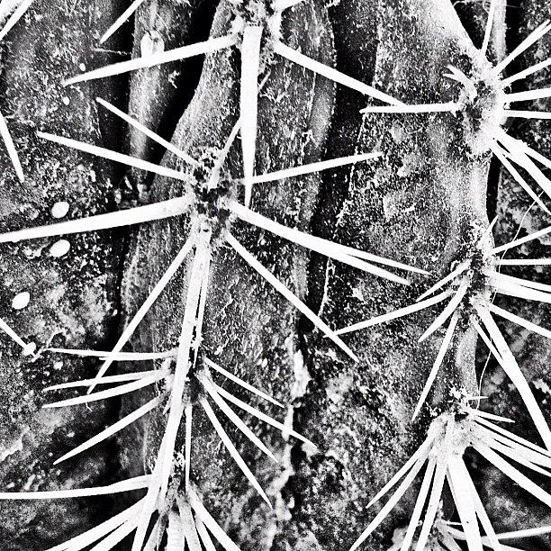 Summer Photograph - Cactus. #cagliari #estate #summer by Luca Ferretti