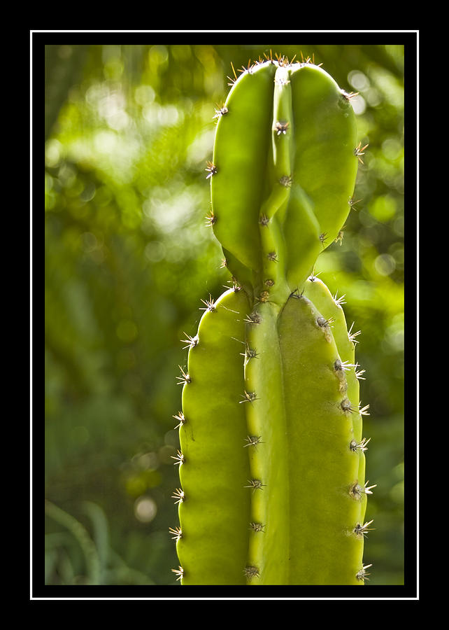 Cactus Photograph by Carolyn Marshall