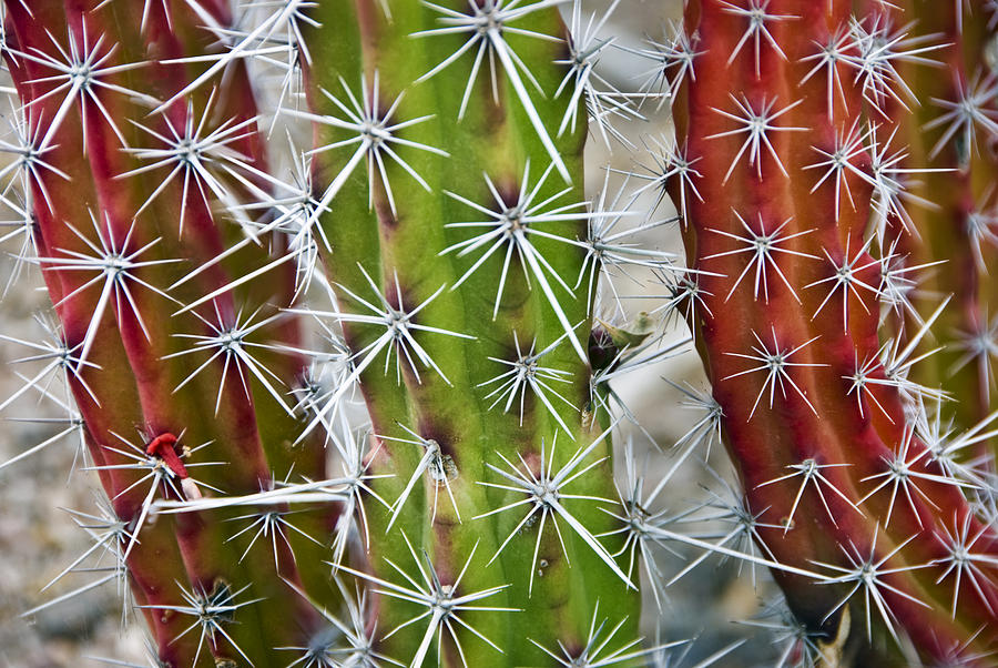Cactus Colors Photograph by Dave Dilli