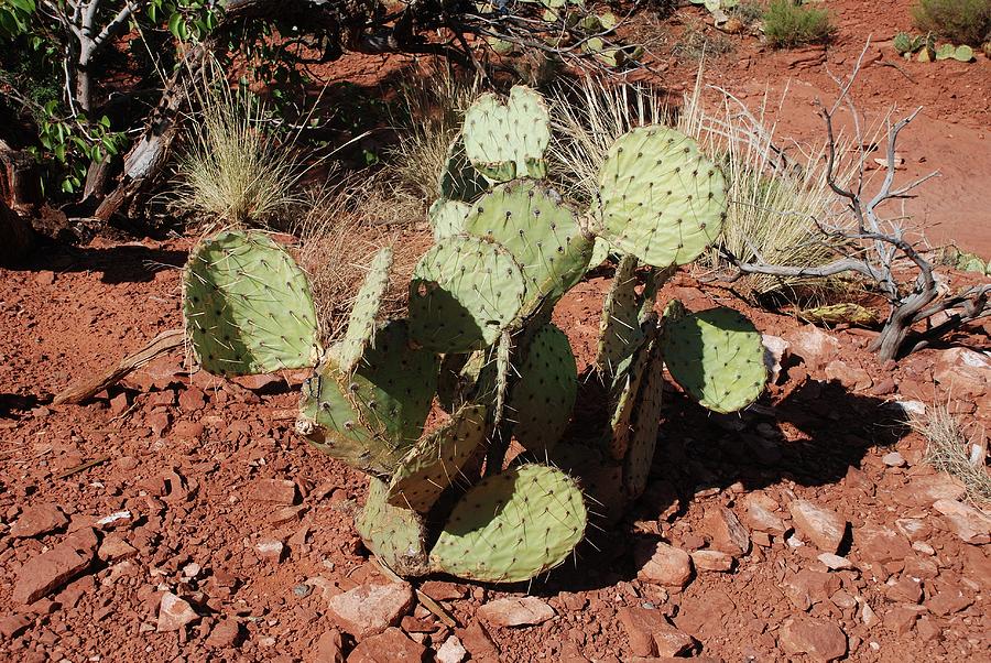 Cactus Photograph by Dany Lison
