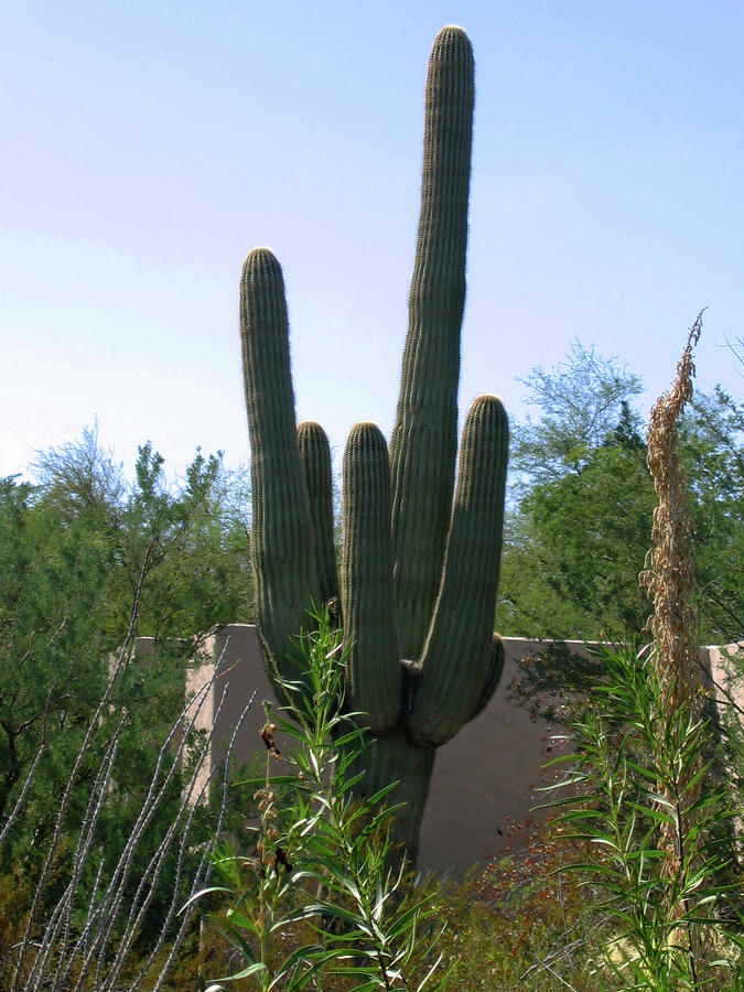 Desert Photograph - Cactus by Denise Keegan Frawley