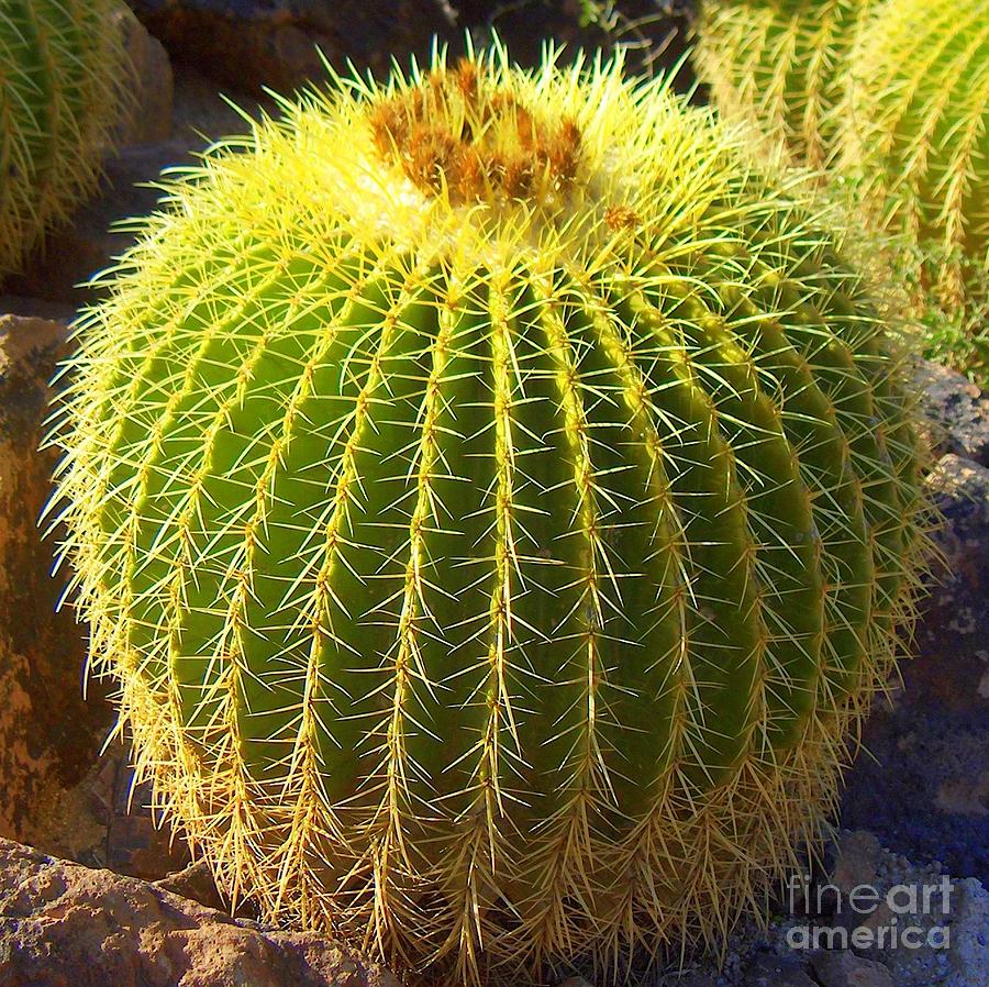 Cactus Photograph by Donna Spadola