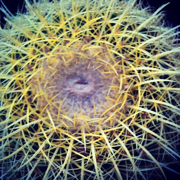 Thorns Photograph - #cactus #espinas #thorns by Fernando Barroso