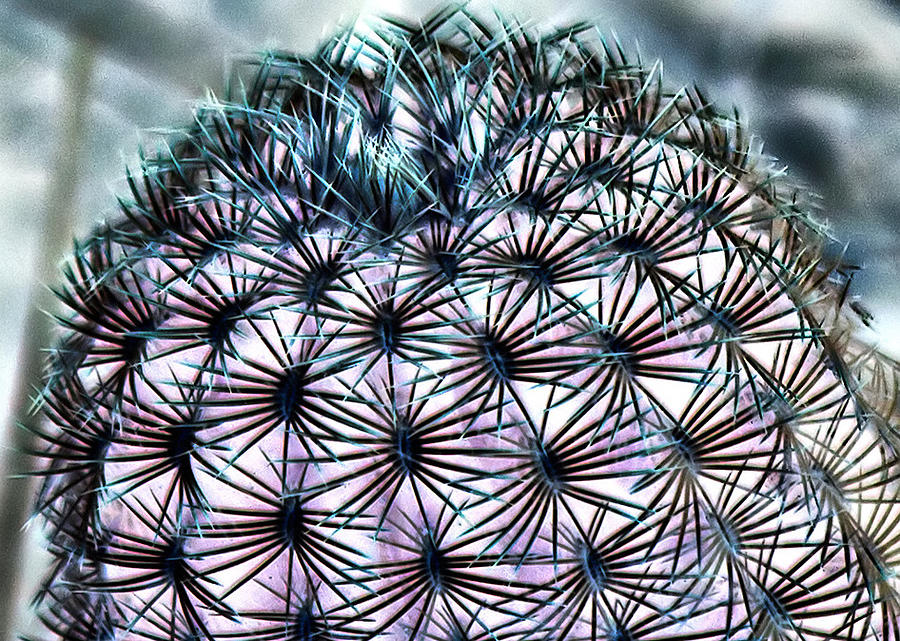 Cactus Photograph by Farol Tomson