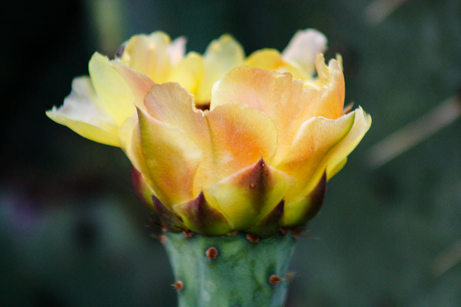 Nature Photograph - Cactus Flower 2012 by Toma Caul