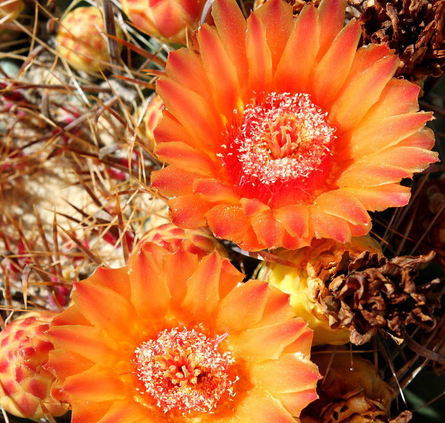 Cactus Flower 7 Photograph by M Diane Bonaparte