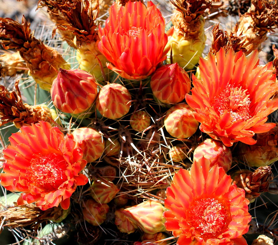 Tucson Photograph - Cactus Flower 8 by M Diane Bonaparte