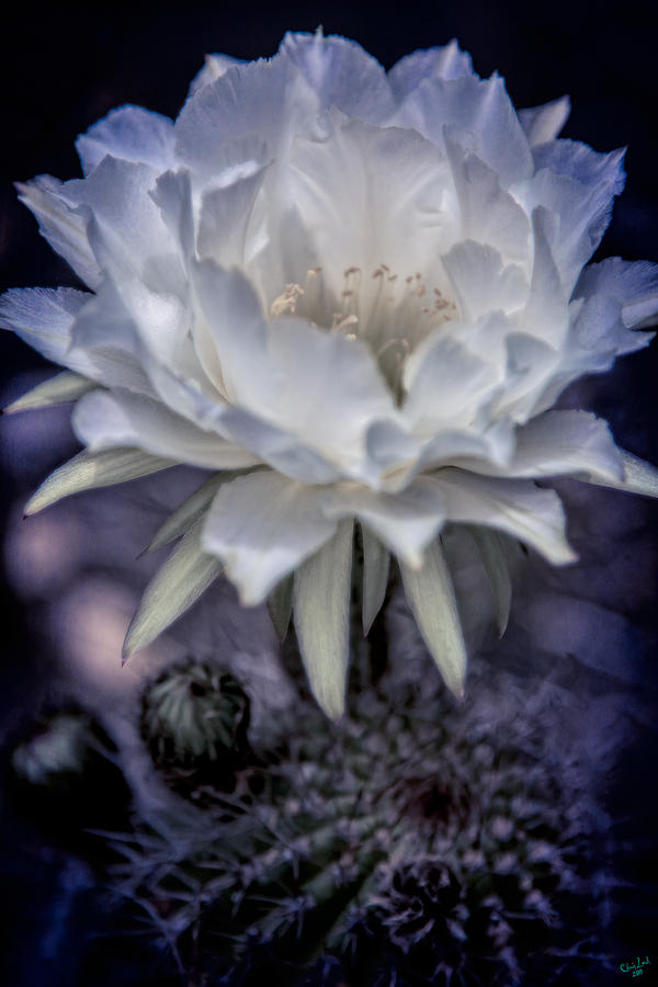 Cactus Flower Photograph by Chris Lord