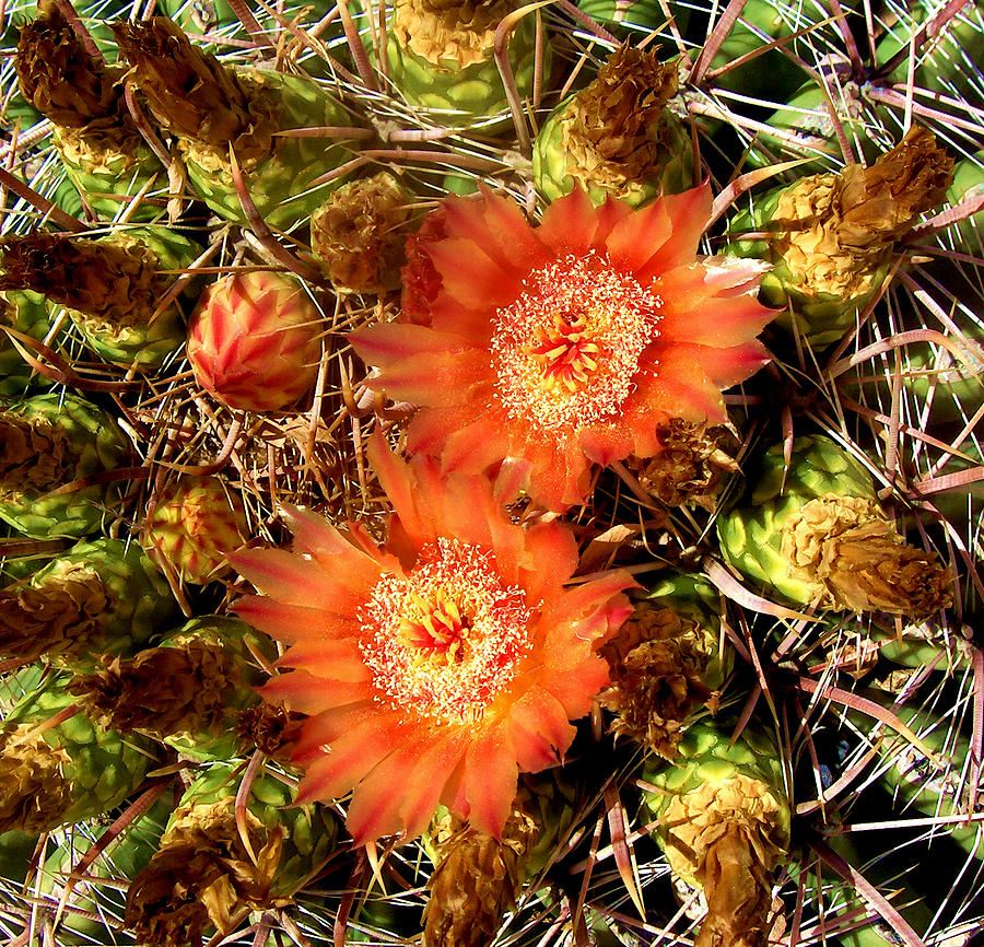 Cactus Flower Photograph by Donna Spadola