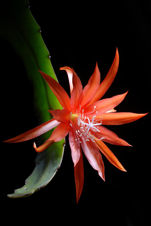 Epiphyllum Flower Photograph by Dung Ma