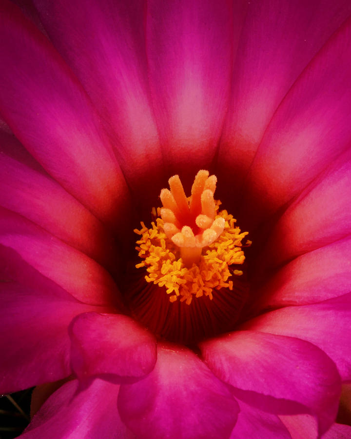 Cactus Flower Photograph by Gregory Scott