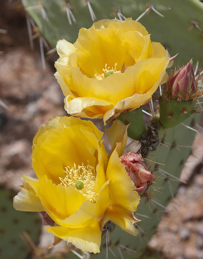 Cactus flower Photograph by Hugh Smith