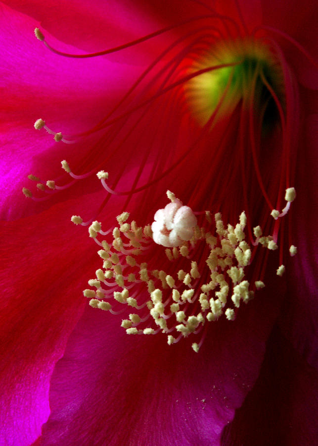 Cactus Flower Interior Photograph by Nancy Griswold