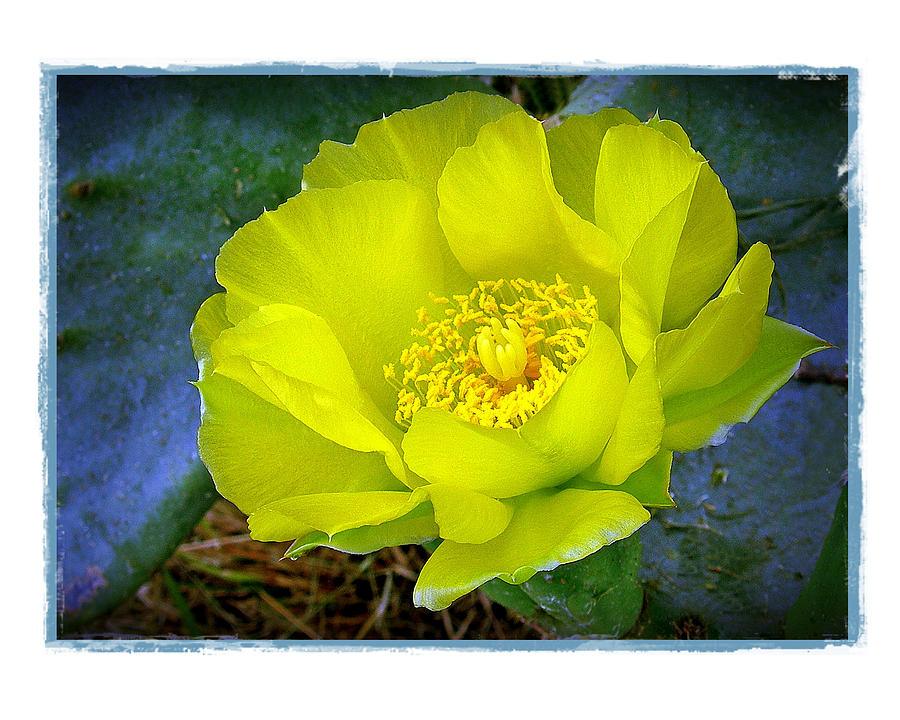 Cactus Flower Photograph by Judi Bagwell
