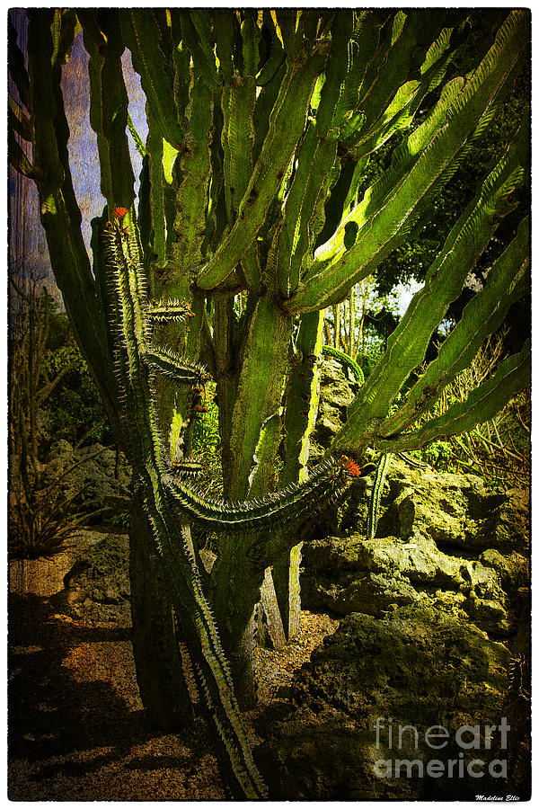 Cactus Flower Photograph by Madeline Ellis