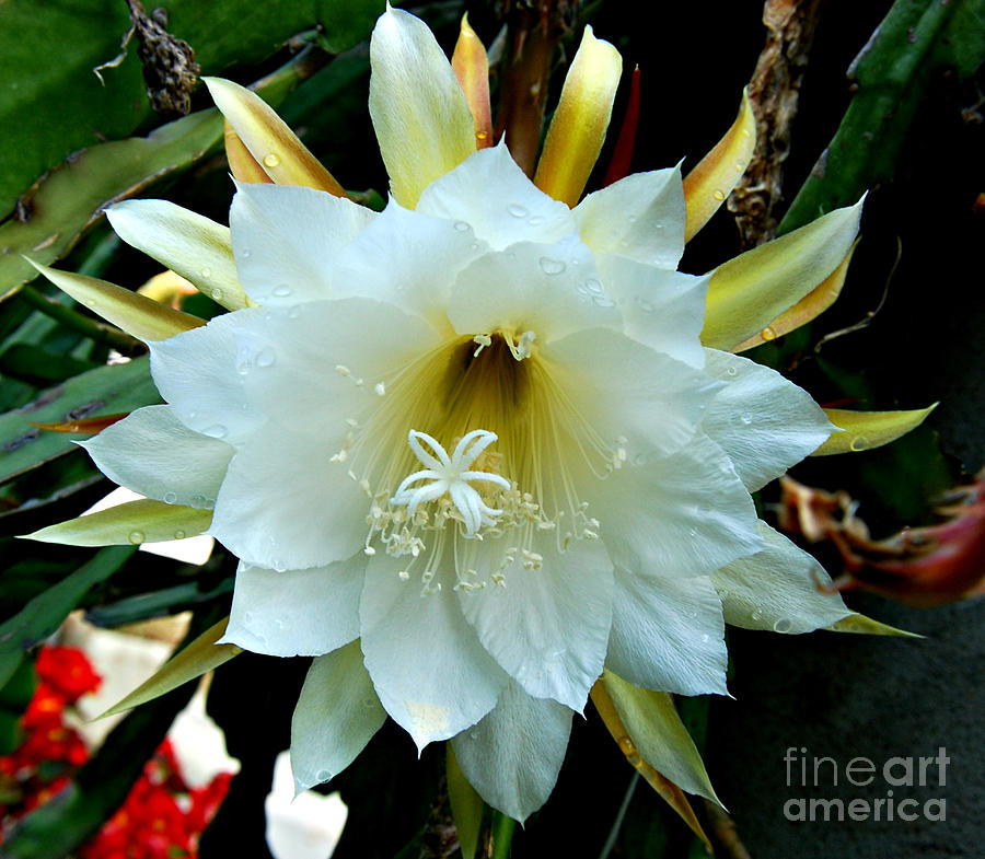 Cactus Flower Photograph by Pravine Chester