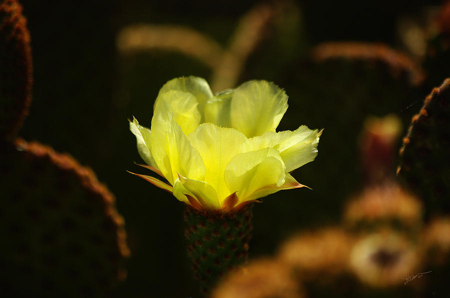 Cactus Flower Radiance Photograph by Vicki Pelham