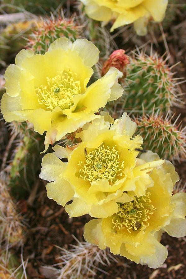 Cactus Flowers Photograph by Ellen Heaverlo
