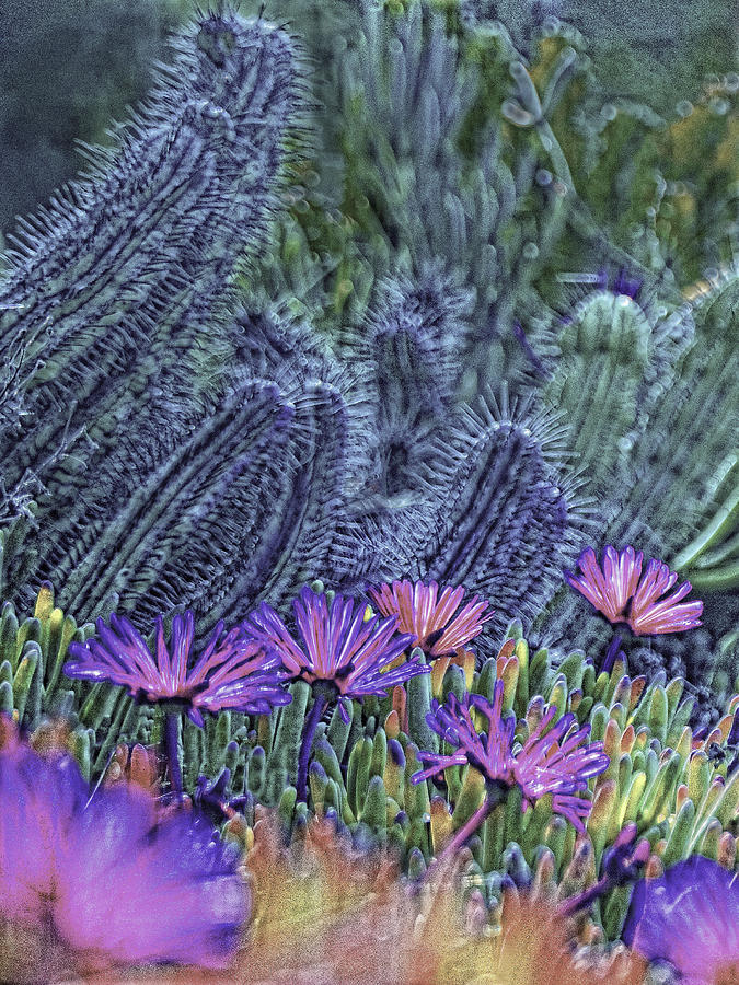 Flower Photograph - Cactus Garden by Diana Cox