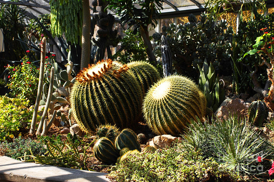 Cactus Garden Photograph by Elaine Manley