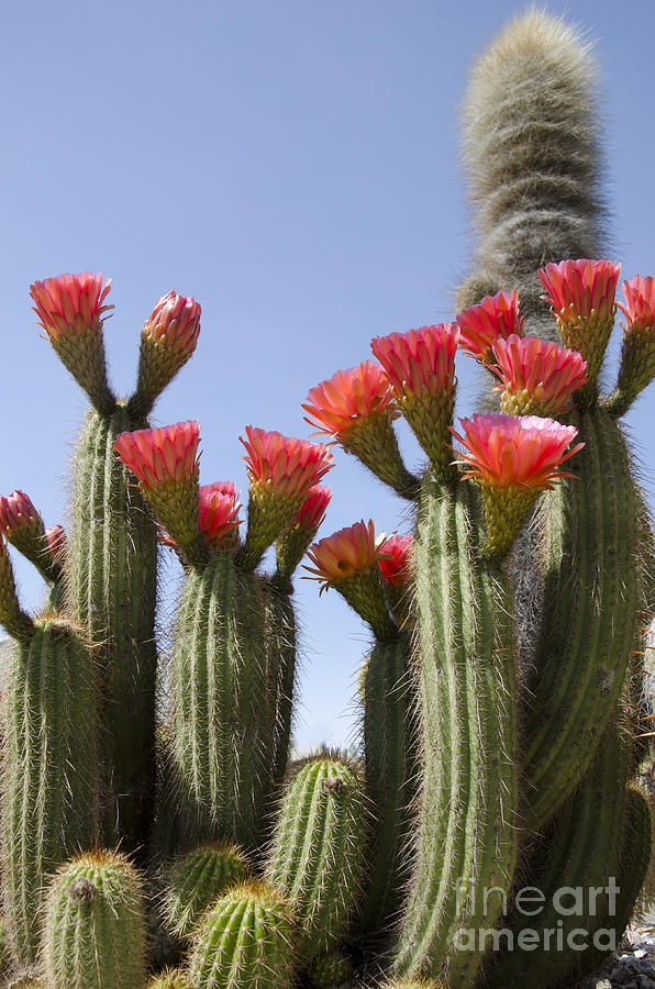 Cactus garden Photograph by Jim And Emily Bush