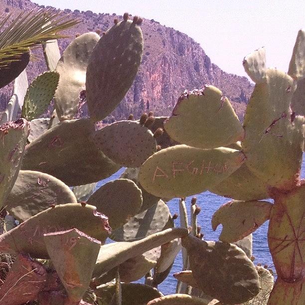 Cactus Greece Photograph by Sotos Sotos