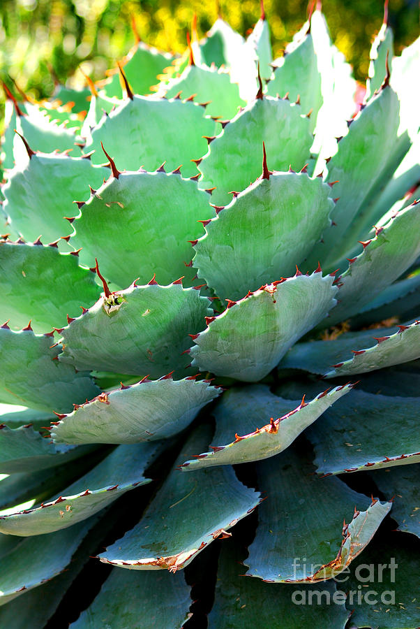 Cactus I Photograph