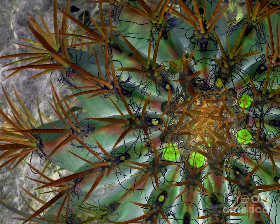 Abstract Photograph - Cactus in Negative by Rebecca Margraf