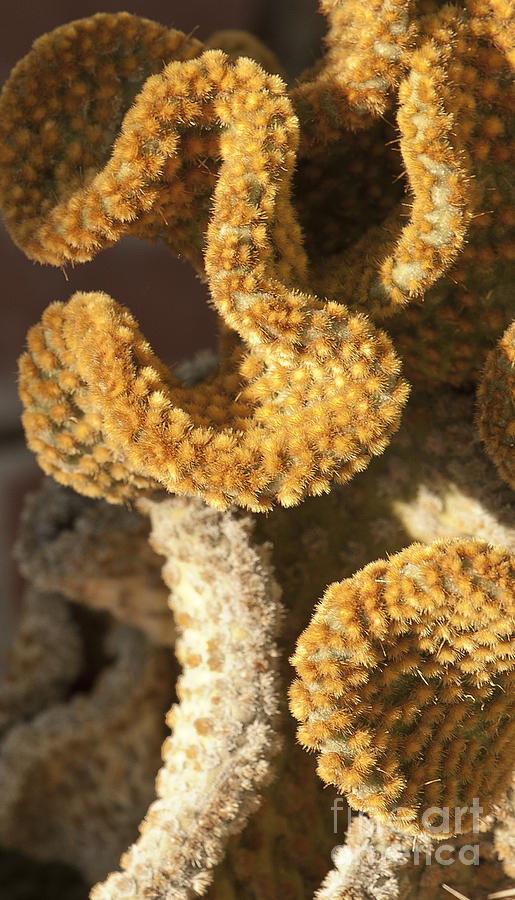 Cactus in Orange Polka Dots Photograph by Artist and Photographer Laura Wrede