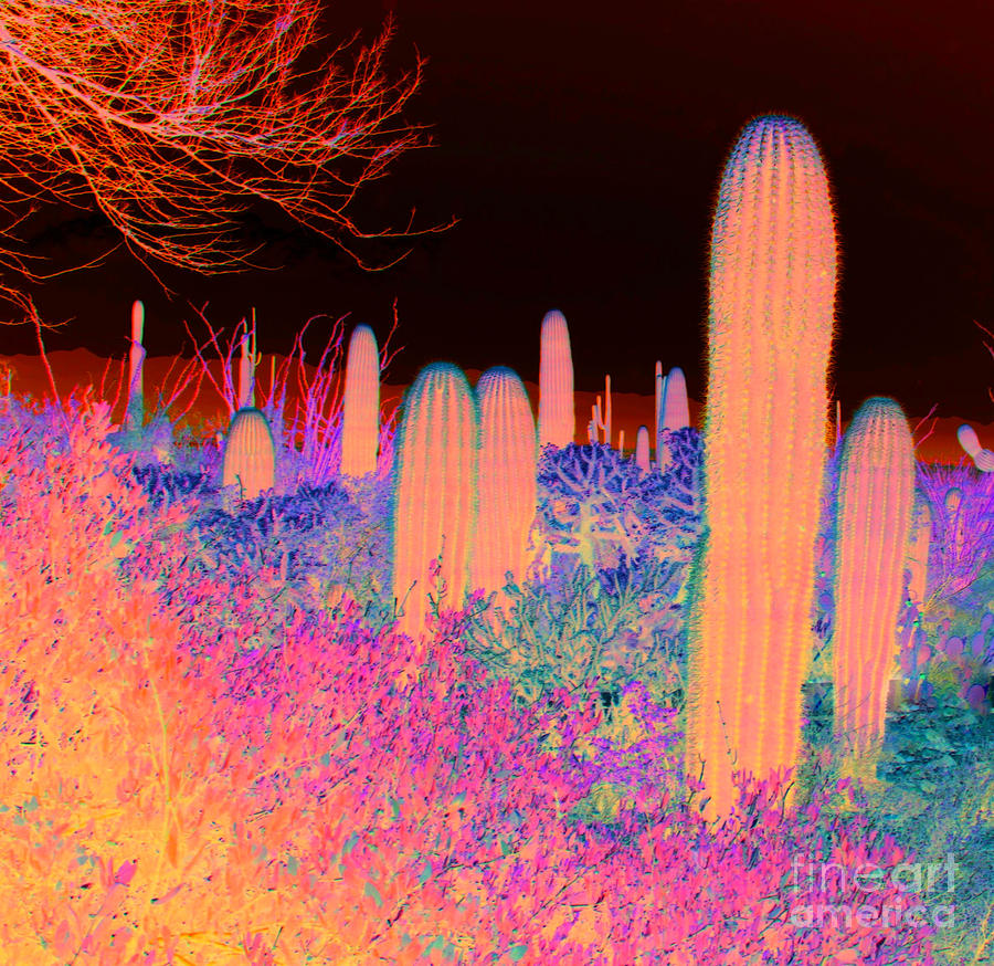 Cactus Photograph by Julie Lueders 