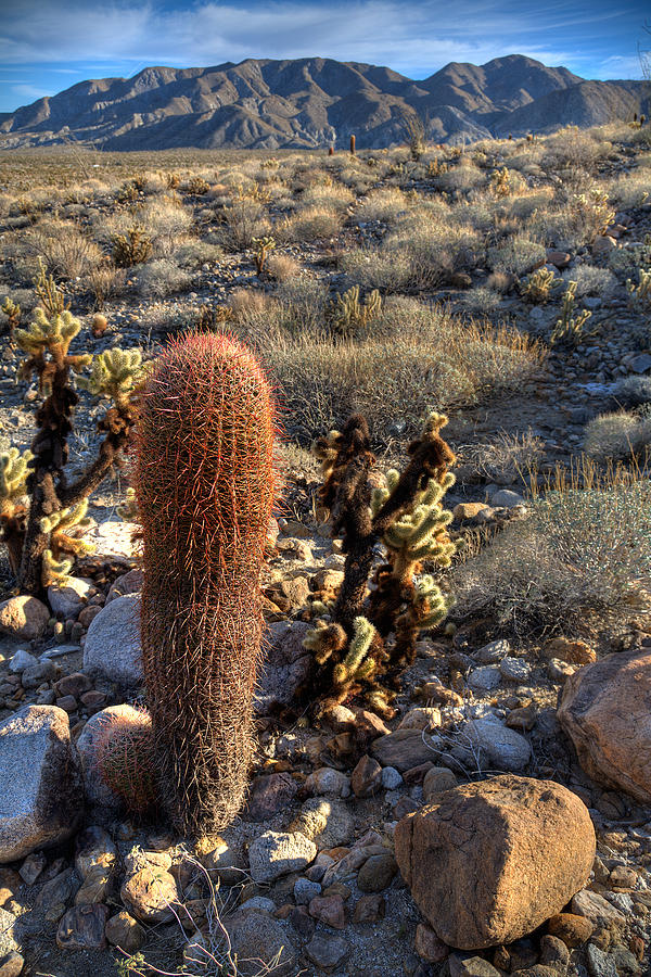 Cactus Of The Desert Photograph by Peter Tellone