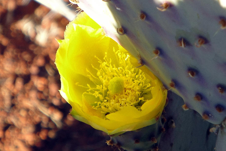 Cactus Peekaboo Photograph by Robert Meyers-Lussier