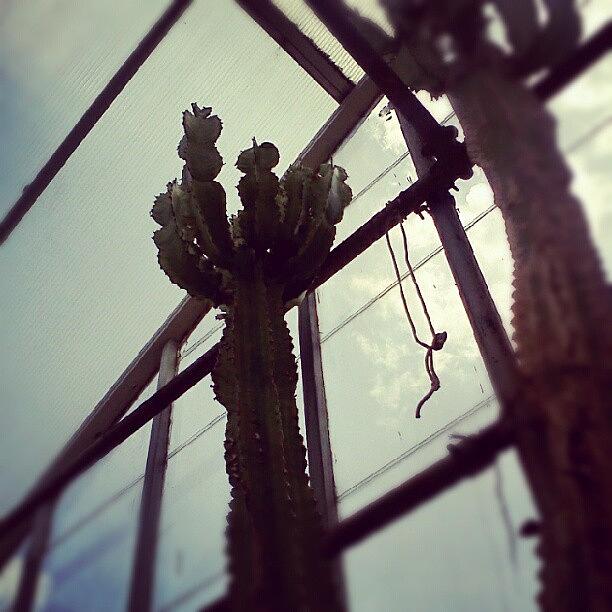 Nature Photograph - Cactus. #plant #nature #cactus #clouds by Amanda Schoonover