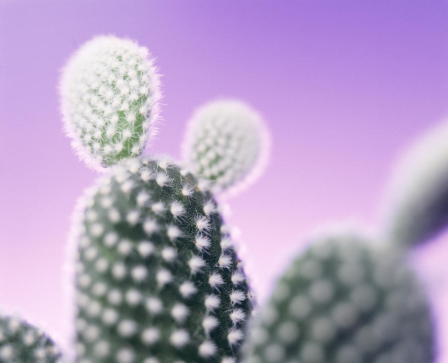 Nature Photograph - Cactus Plant Spines by Lawrence Lawry