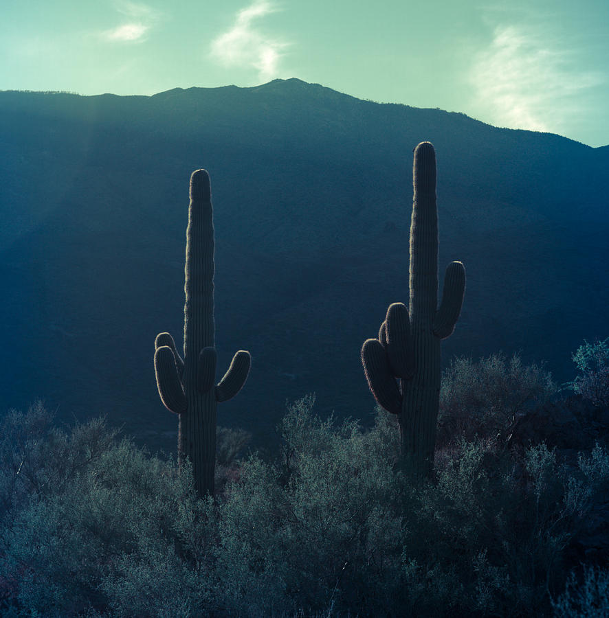Cactus Polaroid Photograph by Scott Sawyer