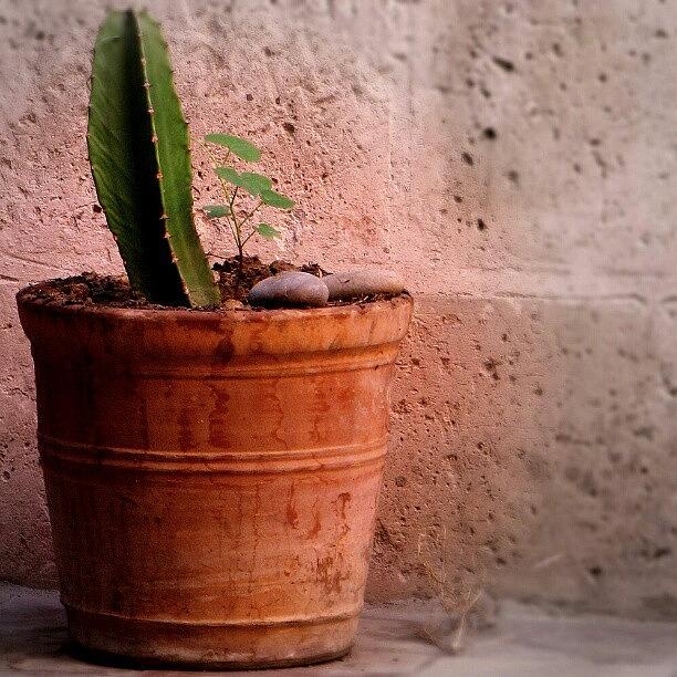 Pot Photograph - #cactus #pot In #arequipa #peru by Yannick Menard