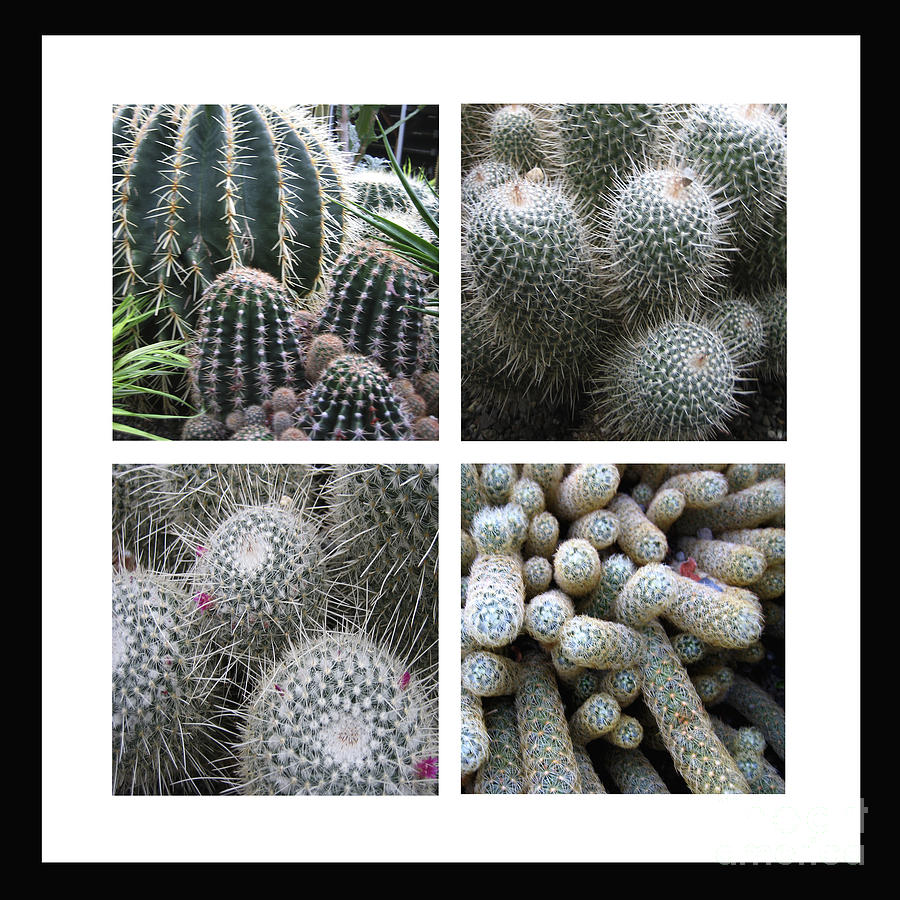 Cactus Quartet Photograph by Ann Powell
