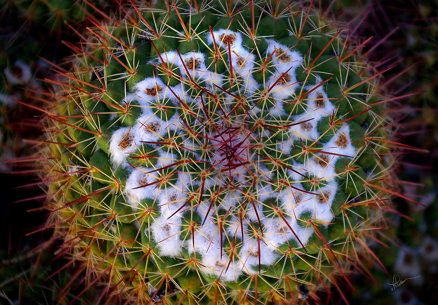 Cactus Radiance Photograph by Vicki Pelham