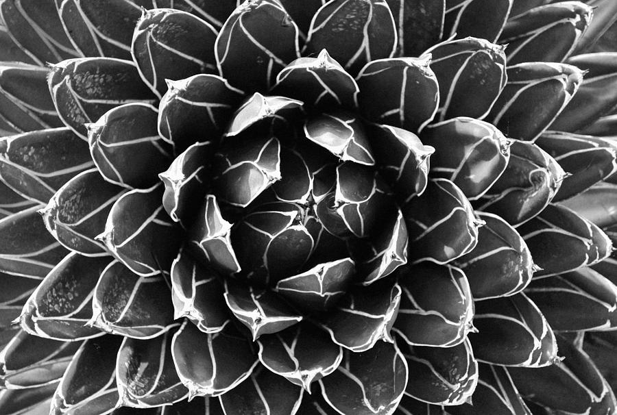 Cactus Photograph by Sumit Mehndiratta