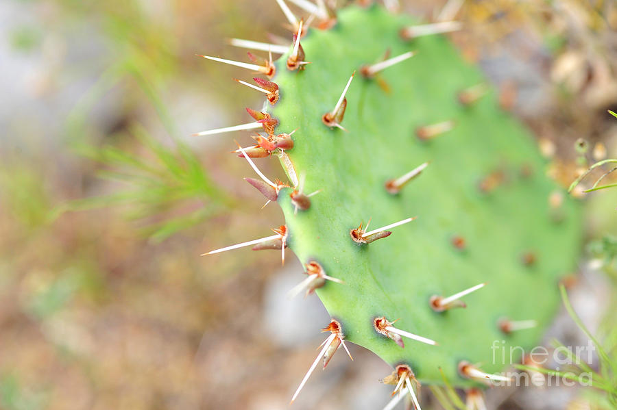 Cactus Thorns Photograph by Stacey Callaway