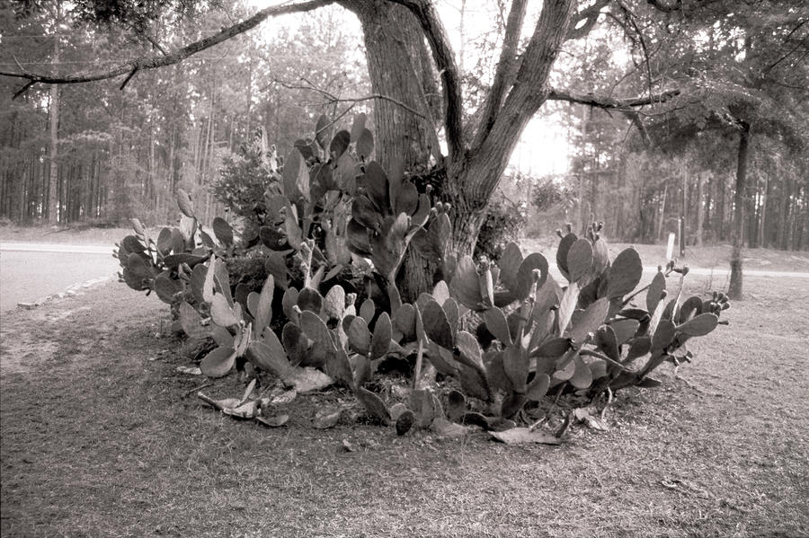 Cactus Tree Photograph by Emery Graham